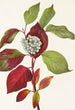 Cornus stolonifer - Mary Vaux Walcott — visning af kunstværket