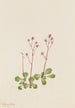 Saxifrage à tige rouge - Mary Vaux Walcott — visning af kunstværket
