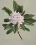 Rhododendron Rhododendron maximum - Mary Vaux Walcott — visning af kunstværket