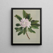 Rhododendron Rhododendron maximum - Mary Vaux Walcott — indrammet kunstværk på væggen