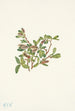Saule des rochers Salix petrophila - Mary Vaux Walcott — visning af kunstværket