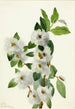 Saule des rochers Salix vestita - Mary Vaux Walcott — visning af kunstværket