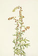 Armoise des rochers Artemisia discolor - Mary Vaux Walcott | Maleri — visning af kunstværket