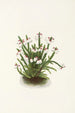 Cassiope af Rocky Mountains Cassiope mertensiana - Mary Vaux Walcott — visning af kunstværket