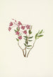 Kalmia des montagnes Rocheuses Kalmia microphylla - Mary Vaux Walcott — visning af kunstværket