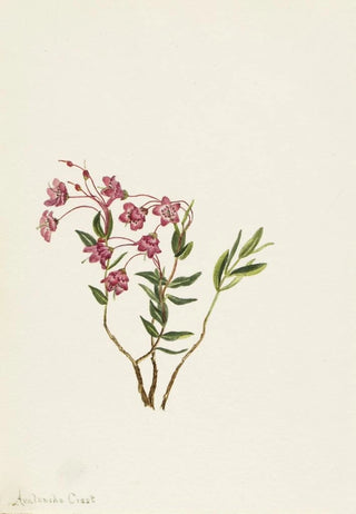 Mary Vaux Walcott - Rocky Mountain Kalmia.webp