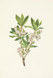 Rhododendron des montagnes Rocheuses Rhododendron albiflorum - Mary Vaux Walcott — visning af kunstværket