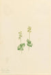 Twayblade des montagnes Rocheuses Ophrys necrophylla - Mary Vaux Walcott — visning af kunstværket