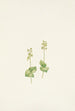 Twayblade des montagnes Rocheuses Ophrys nephrophylla - Mary Vaux Walcott — visning af kunstværket