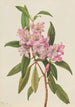 Rhododendron RoseBay Rhododendron carolinianum - Mary Vaux Walcott — visning af kunstværket