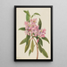 Rhododendron RoseBay Rhododendron carolinianum - Mary Vaux Walcott — indrammet kunstværk på væggen