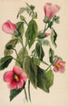 Gentiane rose Sabbatia angularis - Mary Vaux Walcott — visning af kunstværket