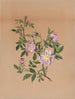 Rose mauve Hibiscus moscheutos - Mary Vaux Walcott — visning af kunstværket