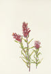 Castillieja rose Castilleja pallida - Mary Vaux Walcott — visning af kunstværket