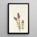 Castillieja rose Castilleja pallida - Mary Vaux Walcott — indrammet kunstværk på væggen