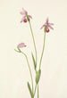 Pogonie rose Pogonia ophioglossoides - Mary Vaux Walcott — visning af kunstværket