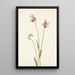 Pogonie rose Pogonia ophioglossoides - Mary Vaux Walcott — indrammet kunstværk på væggen