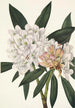Rhododendron Rosebay Rhododendron maximum - Mary Vaux Walcott — visning af kunstværket