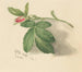 Rosebud - Mary Vaux Walcott — visning af kunstværket