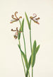 Orchidée knap af rosen Pogonia divaricata - Mary Vaux Walcott — visning af kunstværket