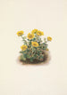 Potentille en rosette Potentilia uniflora - Mary Vaux Walcott — visning af kunstværket
