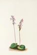 Orchis à feuilles rondes Orchis rotundifolia - Mary Vaux Walcott — visning af kunstværket
