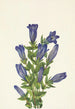 Gentiane à collerette Gentiana calycosa - Mary Vaux Walcott — visning af kunstværket