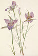 Mariposa à armoise Calochortus macrocarpus - Mary Vaux Walcott — visning af kunstværket