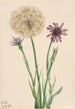 Salsifis Tragopogon porrifolius - Mary Vaux Walcott — visning af kunstværket