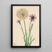 Salsifis Tragopogon porrifolius - Mary Vaux Walcott — indrammet kunstværk på væggen