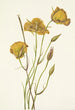 Mariposa af San Diego Calochortus weedii - Mary Vaux Walcott — visning af kunstværket