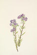 Phacélie des sables Phacelia linearis - Mary Vaux Walcott — visning af kunstværket