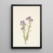 Phacélie des sables Phacelia linearis - Mary Vaux Walcott — indrammet kunstværk på væggen