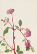Verveine des sables Abronia umbellata - Mary Vaux Walcott — visning af kunstværket