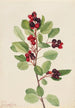 Amélanchier de Saskatoon Amelanchier alnifolia - Mary Vaux Walcott — visning af kunstværket