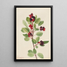 Amélanchier de Saskatoon Amelanchier alnifolia - Mary Vaux Walcott — indrammet kunstværk på væggen