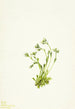 Saxifrage Saxifraga caespitosa - Mary Vaux Walcott — visning af kunstværket