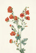 Mauve globus skarlagenrød Sphaeralcea grossulariaefolia - Mary Vaux Walcott — visning af kunstværket
