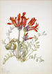 Loco écarlate Astragalus coccineus - Mary Vaux Walcott — visning af kunstværket