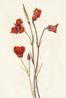 Mariposa écarlate Calochortus kennedyi - Mary Vaux Walcott — visning af kunstværket