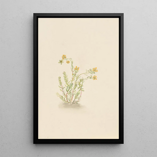 Mary Vaux Walcott - Sedum stenopetalum.webp