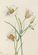 Ségo Lily Calochortus nuttallii - Mary Vaux Walcott — visning af kunstværket