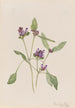 Prunelle commune Prunella vulgaris - Mary Vaux Walcott — visning af kunstværket
