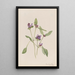 Prunelle commune Prunella vulgaris - Mary Vaux Walcott — indrammet kunstværk på væggen
