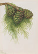 Sequoia gigant Sequoia gigantea - Mary Vaux Walcott — visning af kunstværket