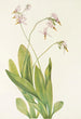 Dodecatheon meadia - Mary Vaux Walcott — visning af kunstværket
