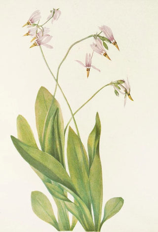 Mary Vaux Walcott - Shooting Star Dodecatheon meadia.webp