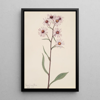 Mary Vaux Walcott - Showy Aster Aster conspicuus.webp