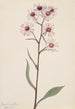 Aster conspicuus - Mary Vaux Walcott — visning af kunstværket