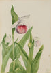 Sabot de la Vierge Cypripedium reginae - Mary Vaux Walcott — visning af kunstværket